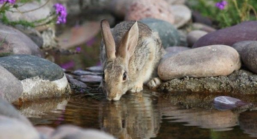 Napáječky pro králíky: požadavky + domácí možnosti